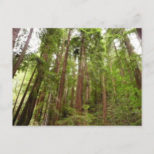 Carte Postale Jusqu'à Redwoods I au monument national de Muir Wo