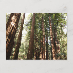 Carte Postale Jusqu'aux séquoias II à Muir Woods National Monume
