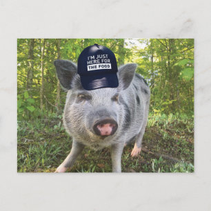Carte Postale Juste Ici Pour Le Cochon Alimentaire
