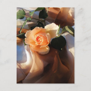 Carte Postale juste joey orange rose