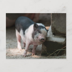 Carte Postale Juste Le Bon Spot Piglet