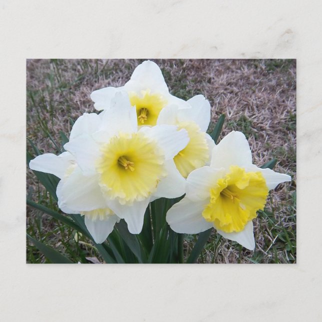 Carte Postale Juste une petite jonquille... (Devant)