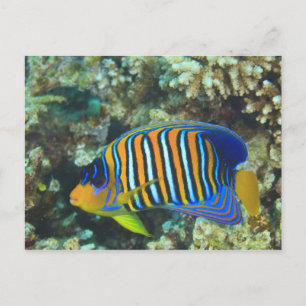 Carte Postale Juvenile Regal Eperviers Pygoplites