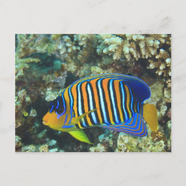 Carte Postale Juvenile Regal Eperviers Pygoplites (Devant)