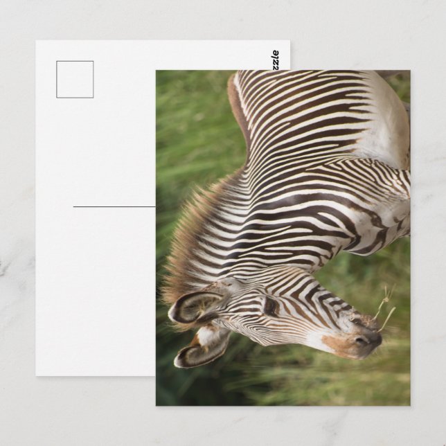 Carte Postale Juvenile Zebra (Devant / Derrière)