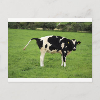 Carte Postale kackende Kuh