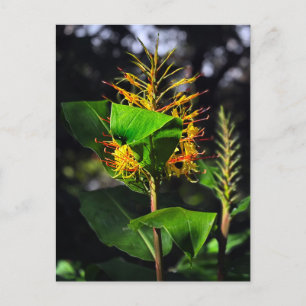 Carte Postale Kahili Ginger