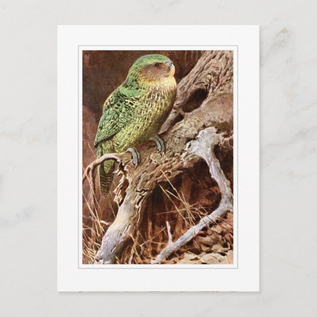 Carte Postale Kakapo (Devant)