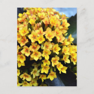 Carte Postale Kalanchoe Blossfeldiana