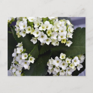 Carte Postale Kalanchoe Blossfeldiana