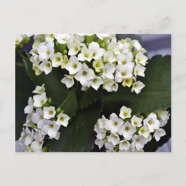 Carte Postale Kalanchoe Blossfeldiana (Devant)