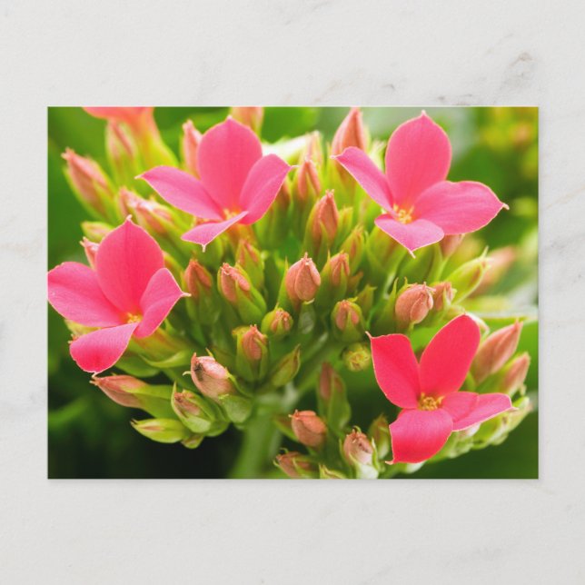 Carte Postale Kalanchoe blossfeldiana (Devant)