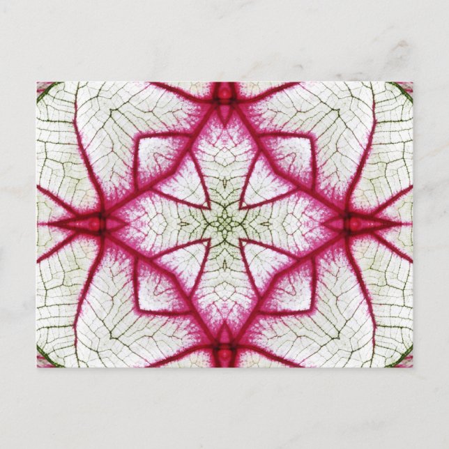 Carte Postale Kaleidoscope de Caladium rouge, blanc et vert (Devant)