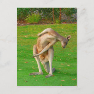 Carte Postale kanga