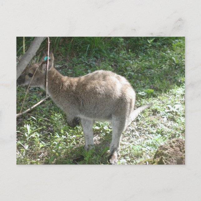 Carte postale Kangaroo ! (Devant)