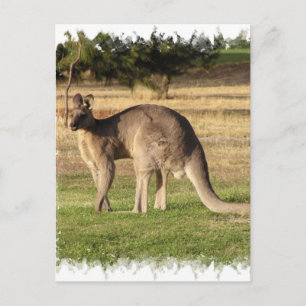 Carte postale Kangaroo