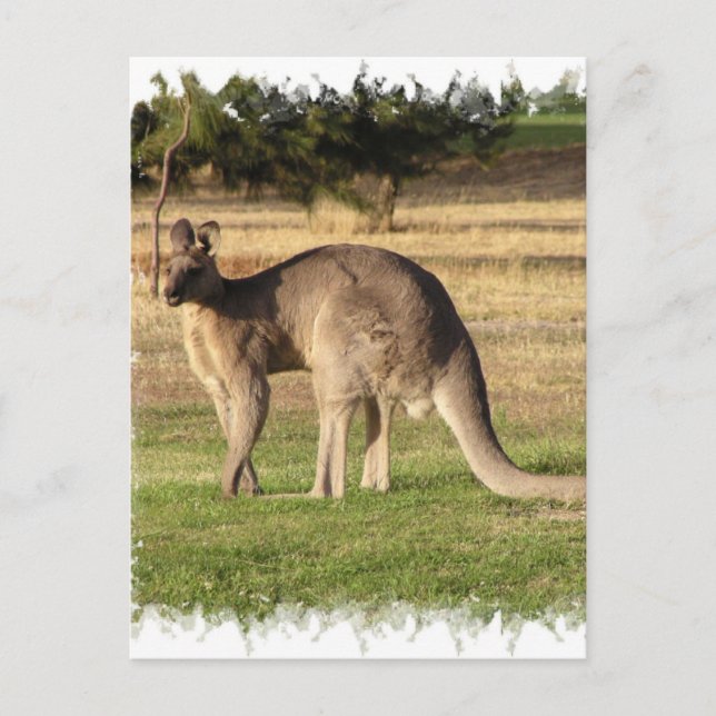 Carte postale Kangaroo (Devant)