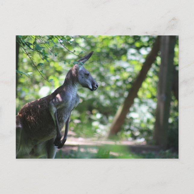 Carte postale Kangaroo (Devant)