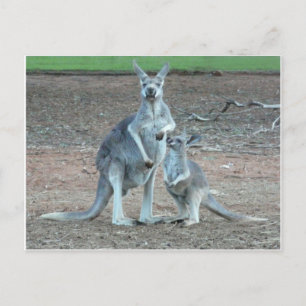 Carte postale Kangaroo