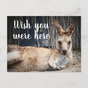 Carte Postale Kangaroo