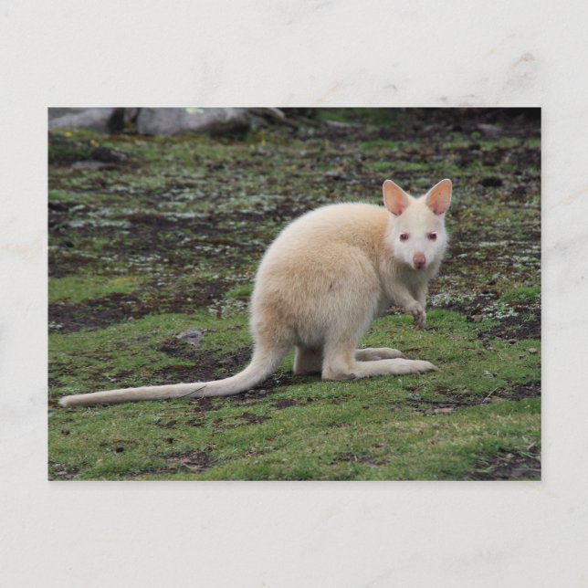 Carte Postale Kangaroo blanc (Devant)