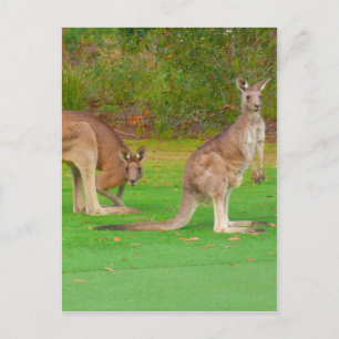 Carte Postale kangourou