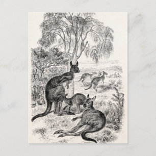 Carte Postale Kangourous géants vintage 1800 Kangourou australie