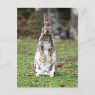 Carte Postale Kaninchen