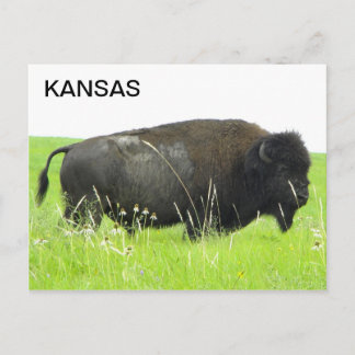 Carte Postale Kansas - Bison/Buffalo Bull