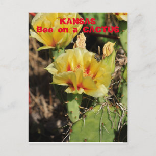 Carte Postale Kansas Cactus avec une abeille
