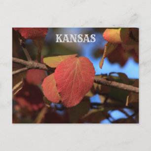 Carte Postale Kansas Fall Leave