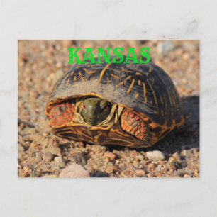 Carte postale Kansas Homme Box Shell Turtle