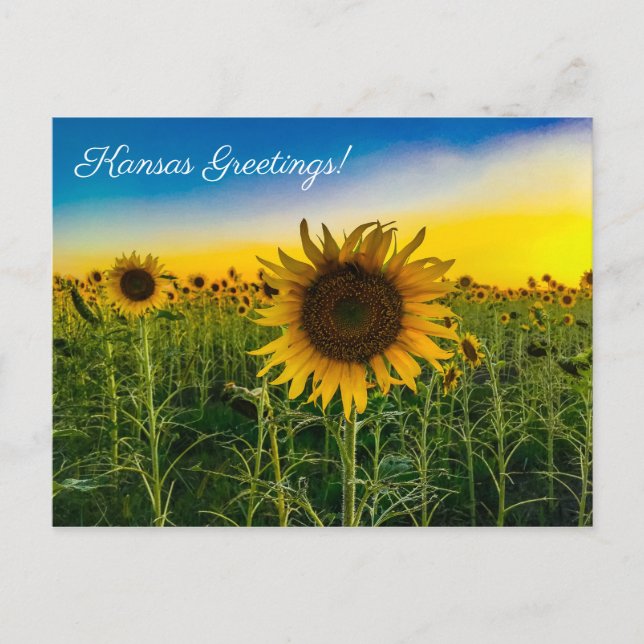 Carte Postale Kansas Salutations Sunflower Field (Devant)