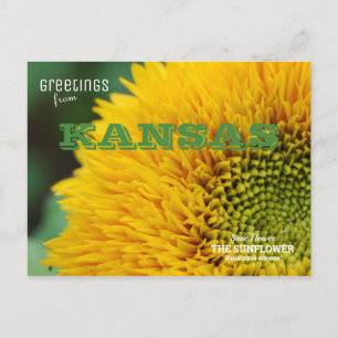Carte Postale Kansas Sunflower Salutations