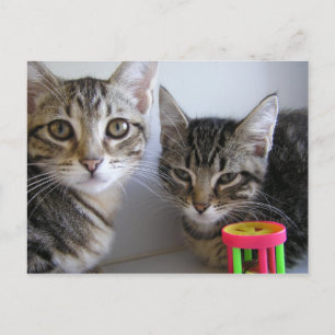 Carte Postale Katie et Carl