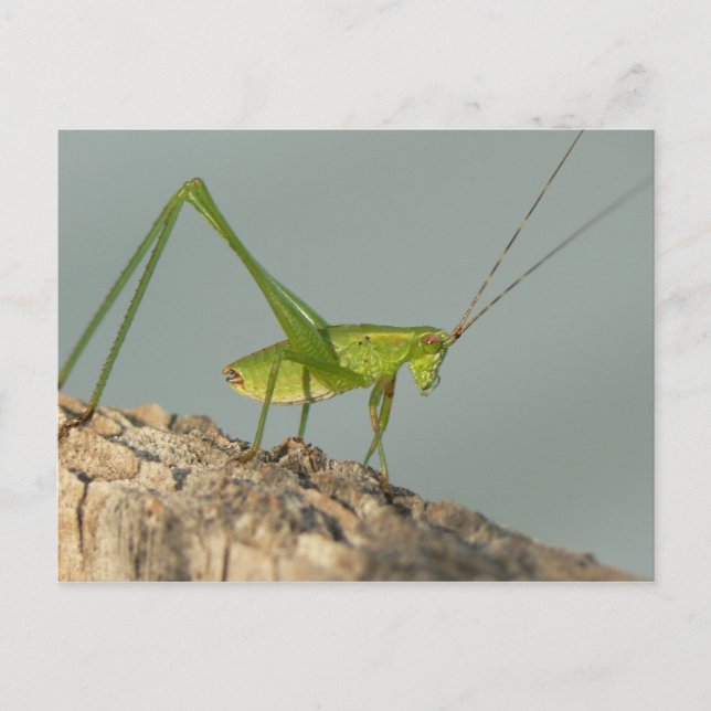 Carte postale Katydid. (Devant)