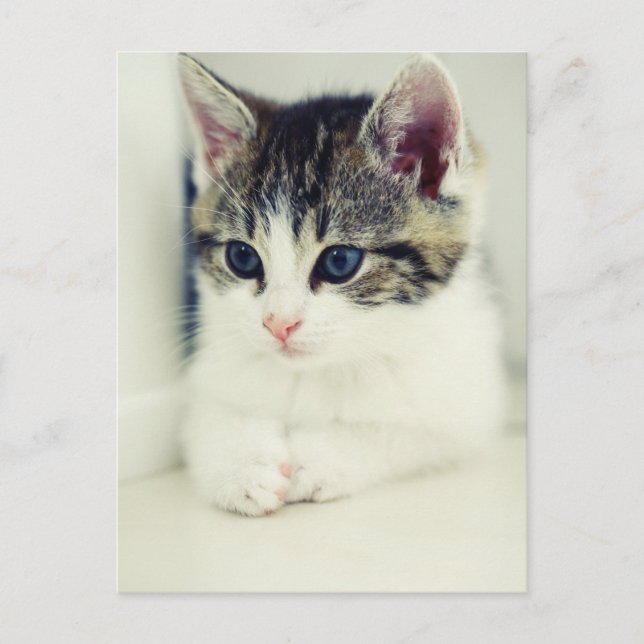 Carte Postale katze (Devant)