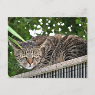 Carte Postale Katze wird böse