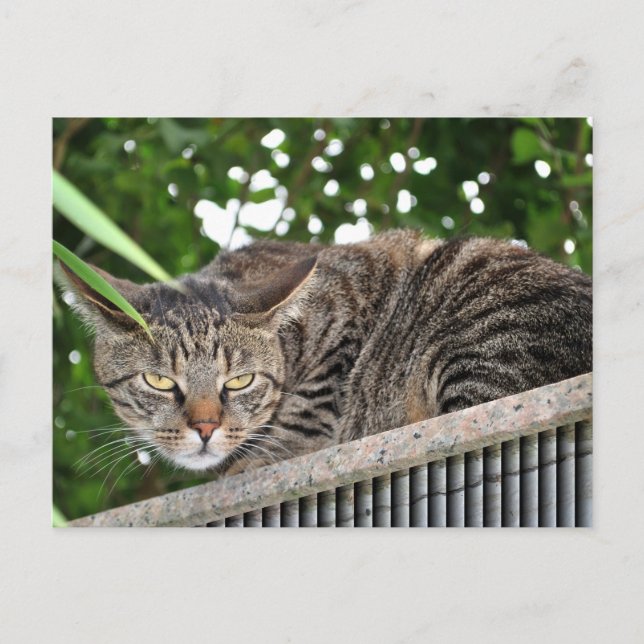 Carte Postale Katze wird böse (Devant)