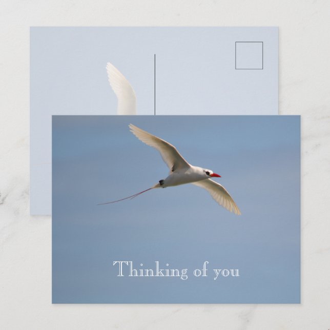 Carte Postale Kauai Hawaii Kilauea Flying Red Tropicbird (Devant / Derrière)