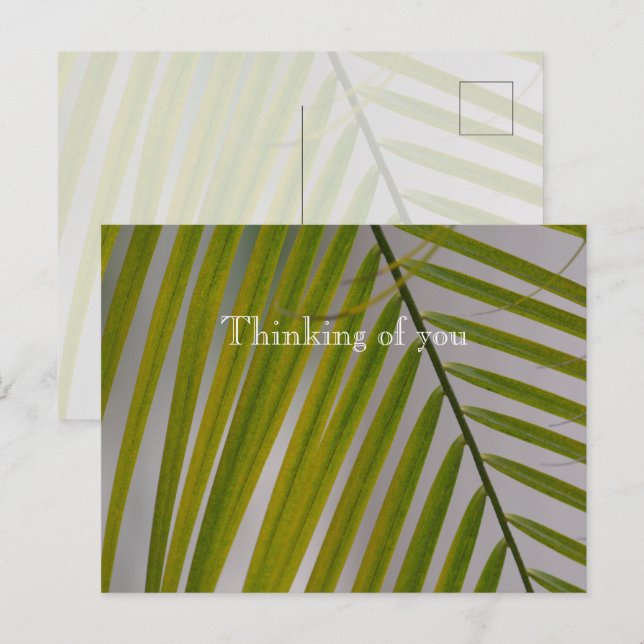 Carte Postale Kauai Hawaii Palm Tree (Devant / Derrière)