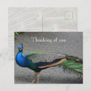 Carte Postale Kauai Hawaii Peacock