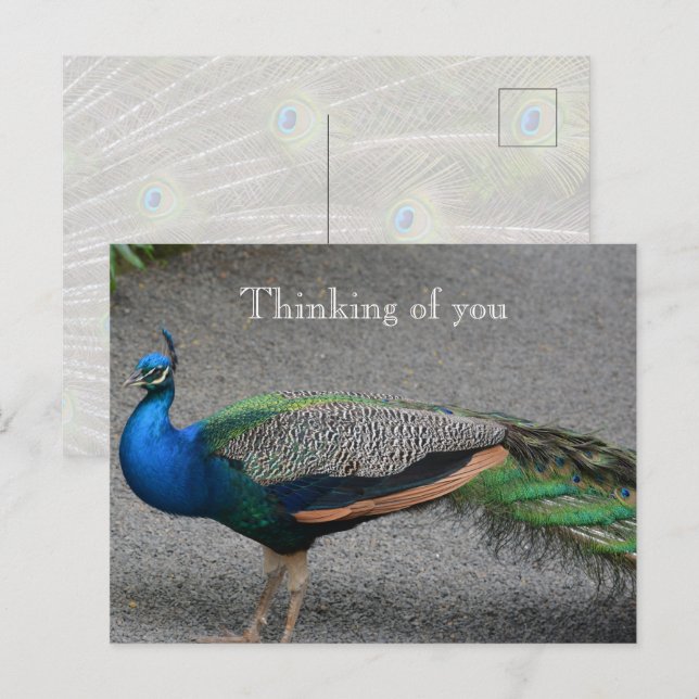 Carte Postale Kauai Hawaii Peacock (Devant / Derrière)