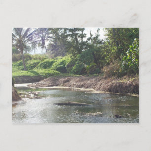Carte postale Kauai Paradise