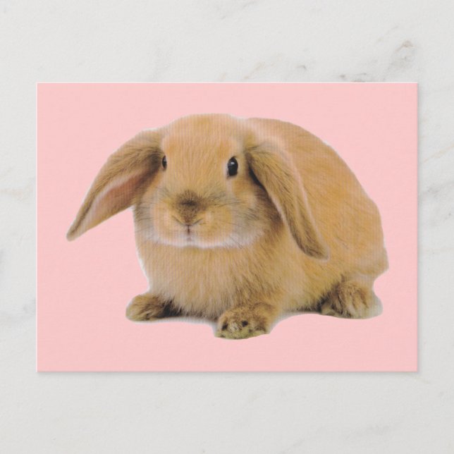 Carte Postale Kawaii Cute Lapin Lapin (Devant)