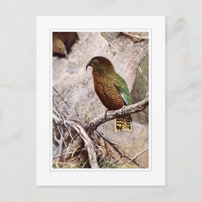 Carte Postale Kea (Devant)