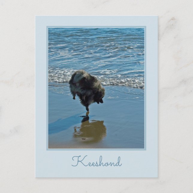 Carte Postale Keeshond Ballet Photographie - Joli chien d'origin (Devant)