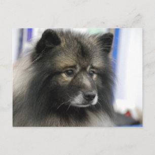 Carte postale Keeshond Dog