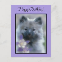 Keeshond et Columbine - Photo de chien