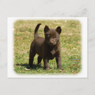Carte Postale Kelpie australienne 9P022D-025
